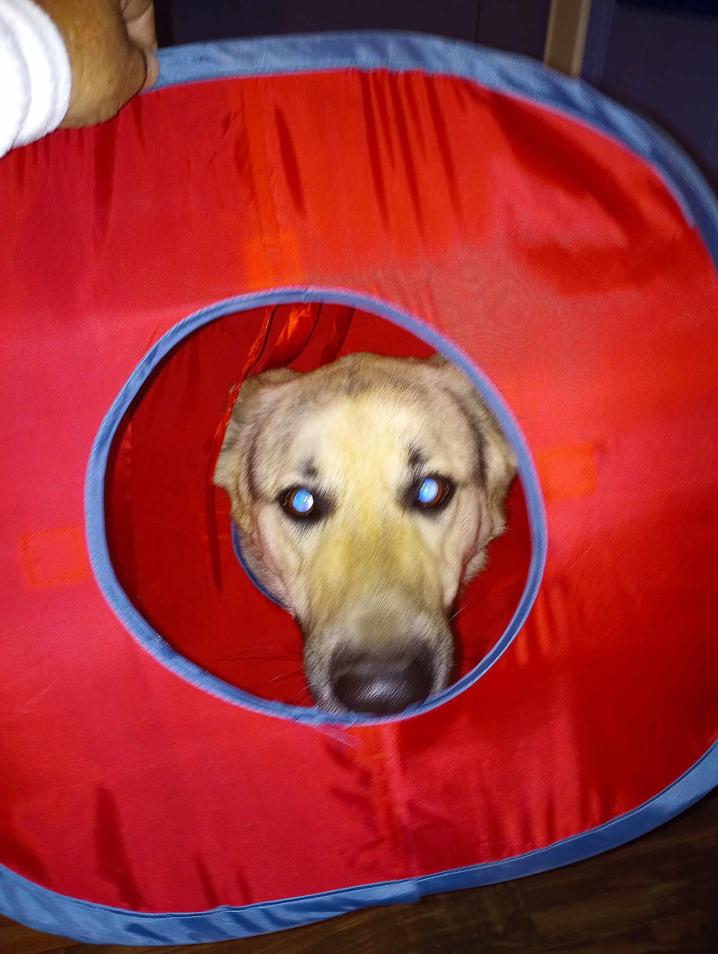 Harley is registered to the contest to win money with this photo: dog, face, red_fabric, circle_hole, hand, indoor, pet, curious, animal, playful, closeup, light_reflection, fur, canine, toy, floor, portrait, looking, domestic, household
