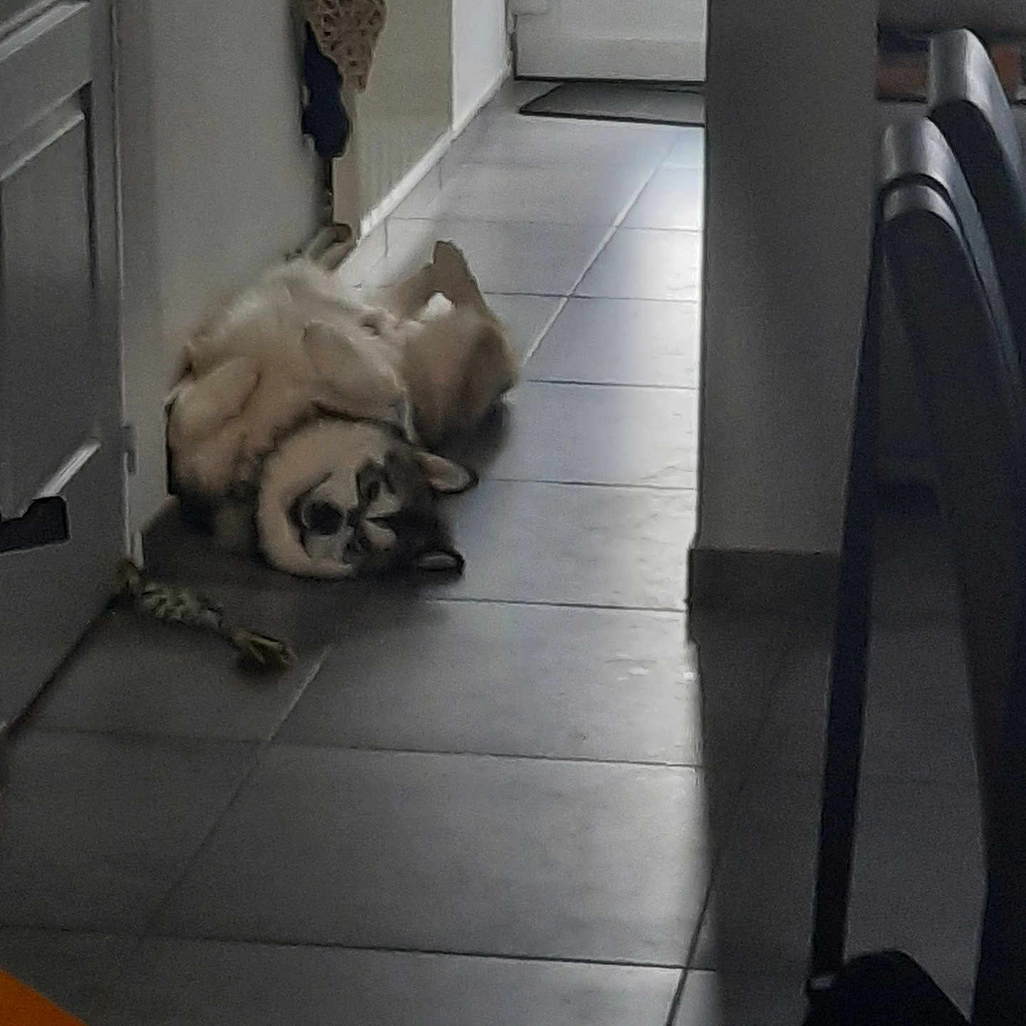 Yoro participe au concours pour gagner de l'argent avec cette photo : animal, architecture, bulldog, canine, cat, dog, eskimodog, face, head, husky, indoors, interiordesign, path, person, pet, pug, puppy, tile, walkway, wood