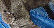 Griotte participe au concours pour gagner de l'argent avec cette photo : cat, gray_cat, pet, animal, feline, lying_down, upside_down, relaxed, sleepy, blue_blanket, bed, bedroom, indoor, close_up, whiskers, pointed_ears, tail, paw, bracelets, cozy
