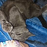 cat, gray_cat, pet, animal, feline, lying_down, upside_down, relaxed, sleepy, blue_blanket, bed, bedroom, indoor, close_up, whiskers, pointed_ears, tail, paw, bracelets, cozy