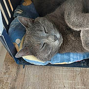 Griotte a rejoint le concours — aidez-le/la à gagner de superbes lots ! cat, gray_cat, sleeping, napping, pet, animal, furry, fluffy, closed_eyes, whiskers, ears, paws, blue_cushion, pet_bed, cozy, indoors, wooden_floor, shelf, relaxed, portrait