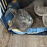 cat, gray_cat, sleeping, napping, pet, animal, furry, fluffy, closed_eyes, whiskers, ears, paws, blue_cushion, pet_bed, cozy, indoors, wooden_floor, shelf, relaxed, portrait
