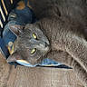 Griotte a rejoint le concours — aidez-le/la à gagner de superbes lots ! cat, gray_cat, pet, animal, feline, green_eyes, lying_down, relaxed, lounging, cushion, chair, wood, outdoor, sunlight, portrait, close_up, fur, whiskers, ears, nap