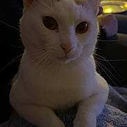 Prince joined the competition — help win amazing prizes! cat, white_cat, orange_patches, close_up, paws, blanket, blue_blanket, stars_pattern, indoor, dim_lighting, blurred_background, resting, animal, pet, feline, cozy, soft_texture, relaxed, mammal, whiskers