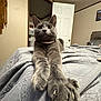 Jojo joined the competition — help win amazing prizes! cat, gray_cat, bed, stretching, paws, indoor, cozy, furniture, door, blanket, curious, wide_eyes, home, living_space, pet, animal, claws, relaxed, room, feline