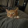 cat, kitten, orange_cat, pet, sleepy, blanket, bedroom, cozy, indoor, fur, whiskers, paws, resting, cute, animal, feline, domestic_animal, young_cat, soft_light, quiet