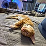 Cheddar joined the competition — help win amazing prizes! cat, dog, bed, blanket, fan, dresser, television, lamp, indoor, furniture, pet, relaxed, orange_tabby, gray_quilt, curtains, room, home, sleeping, animal, cozy