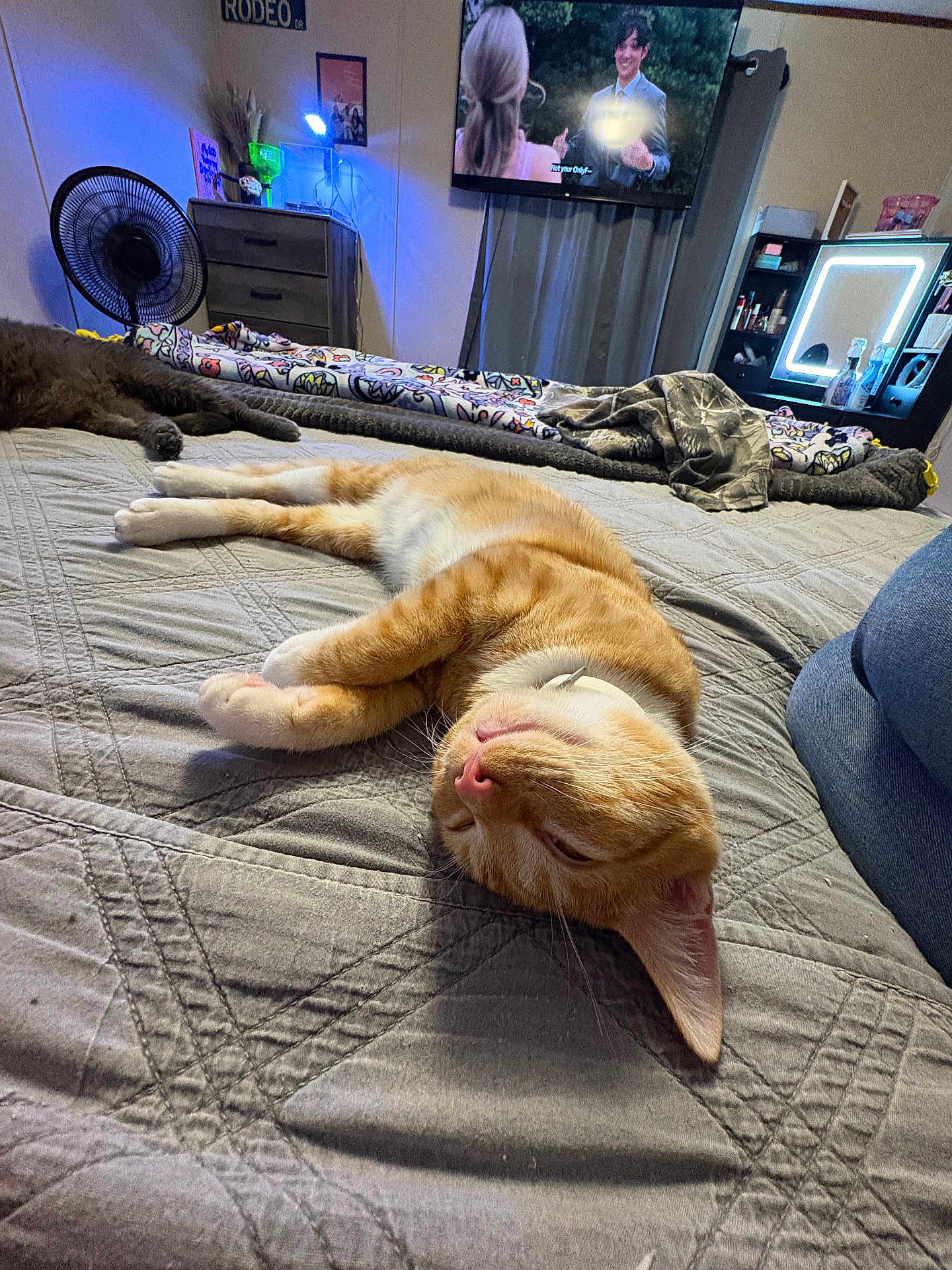Cheddar