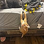 Cheddar joined the competition — help win amazing prizes! cat, kitten, gray_cat, orange_cat, bed, blanket, wood_floor, playful, pets, indoor, feline, curious, resting, climbing, cozy, animal, domestic, fur, whiskers, eyes