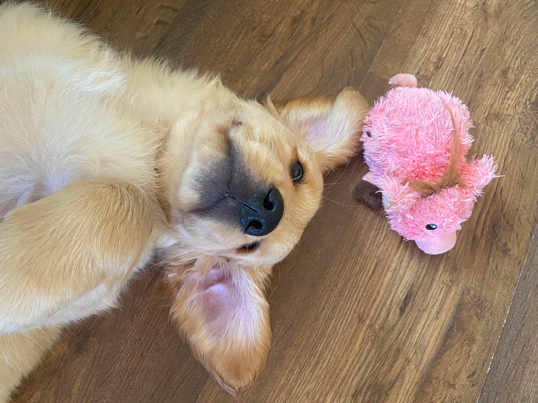 Ernie joined the competition — help win amazing prizes! canidae, carnivore, companion_dog, dog, dog_breed, dog_supply, fawn, fur, paw, pet_supply, puppy, snout, sporting_group, stuffed_toy, tail, toy, toy_dog, whiskers, wood, working_animal