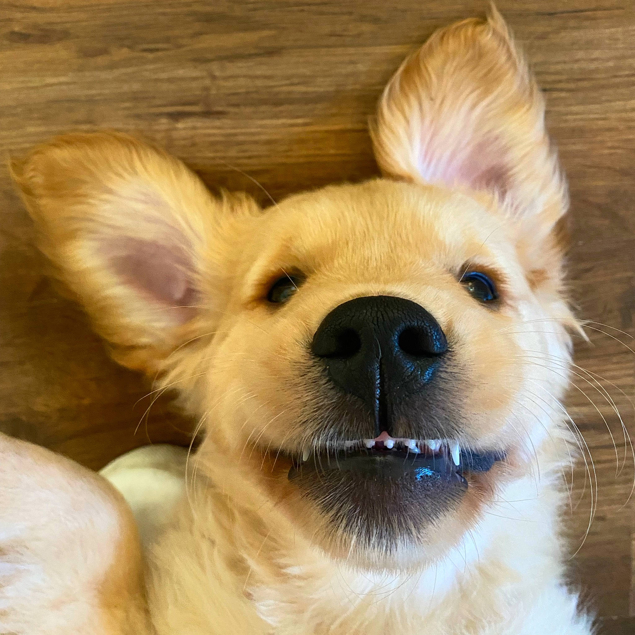 Ernie joined the competition — help win amazing prizes! canidae, carnivore, clock, companion_dog, dog, dog_breed, dog_supply, ear, eye, fawn, fur, head, snout, sporting_group, tail, terrestrial_animal, toy_dog, whiskers, wood, working_animal