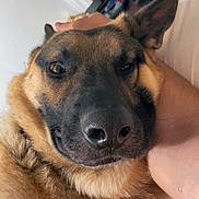 Thor is registered to the contest to win money with this photo: animal, bed, bottle, canine, close_up, dog, ear, face, fur, german_shepherd, hand, human_arm, indoor, nose, pet, pillow, relaxed, resting, room, table