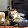 Thor is registered to the contest to win money with this photo: alert, animal, blanket, canine, companion, cozy, dog, domestic, dresser, floor, furniture, german_shepherd, harness, indoor, pet, relaxed, resting, shadow, sunlight, window_blinds