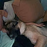 Thor is registered to the contest to win money with this photo: animal, bed, blanket, canine, comfort, cozy, cuddling, dark, dog, fur, furniture, human_arm, indoor, peaceful, pet, pillow, quiet, relaxed, resting, sleeping