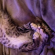 Sativa is registered to the contest to win money with this photo: animal, blanket, cat, closeup, comfort, cozy, cute, feline, fur, indoors, kitten, paws, pet, purple_light, relaxing, resting, sleeping, snuggling, soft, tabby