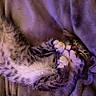 animal, blanket, cat, closeup, comfort, cozy, cute, feline, fur, indoors, kitten, paws, pet, purple_light, relaxing, resting, sleeping, snuggling, soft, tabby