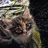 animal, cat, close_up, curious, cute, domestic, eyes, face, feline, fluffy, fur, indoor, kitten, looking, mammal, pet, portrait, soft, whiskers, young