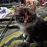 animal, background, blanket, cat, chair, cozy, cute, domestic, fur, furry, home, indoor, kitten, multicolored, person_blurred, pet, sitting, striped, whiskers, young