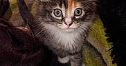Indica is registered to the contest to win money with this photo: animal, blanket, calico, cat, cozy, curious, cute, ears, eyes, feline, fur, indoors, kitten, pet, portrait, small, soft, tabby, whiskers, young