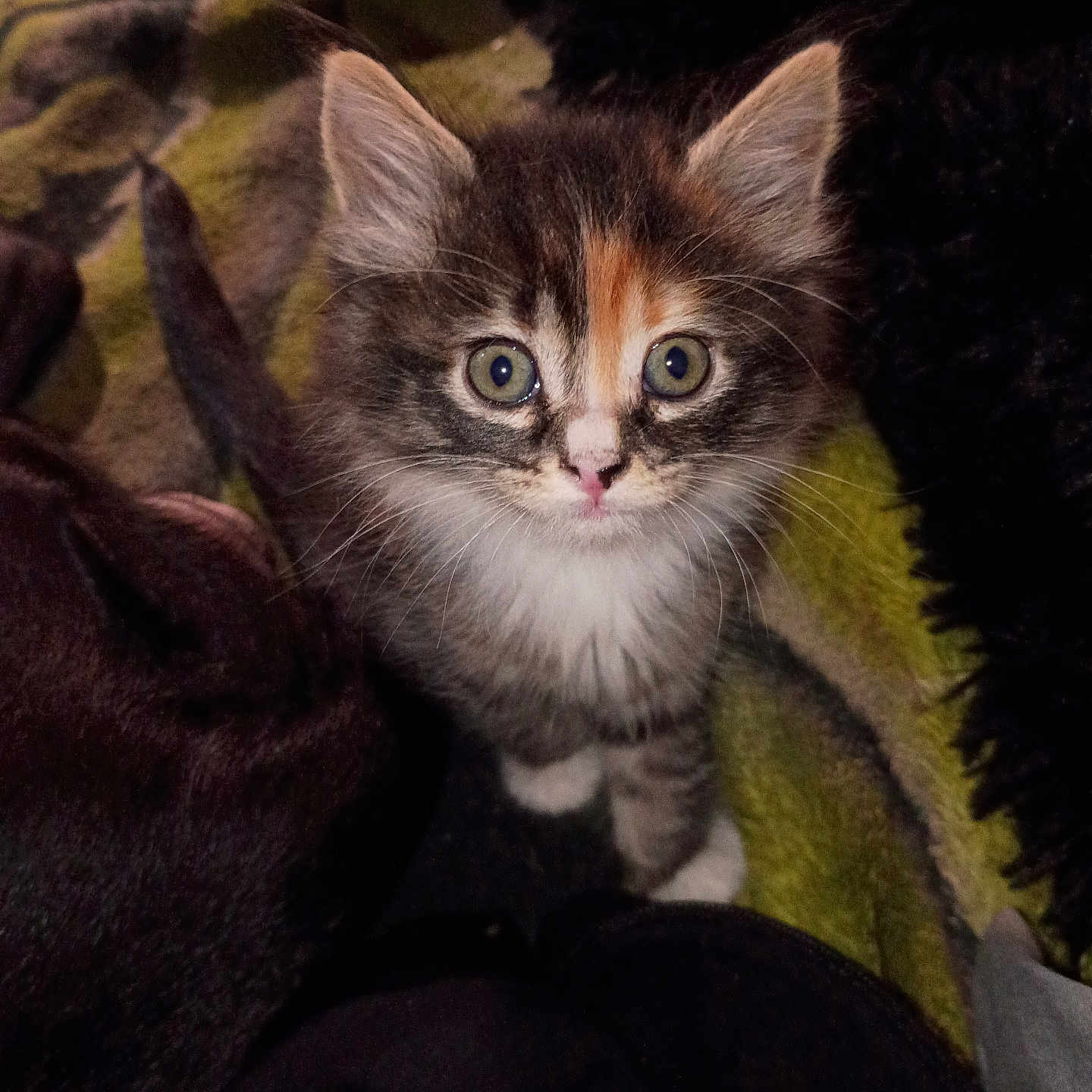 Indica