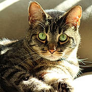 Alex joined the competition — help win amazing prizes! cat, tabby_cat, green_eyes, close_up, sunlight, indoor, feline, pet, whiskers, ears, paw, relaxing, couch, domestic_animal, fur, portrait, animal, mammal, cute, resting