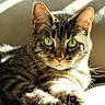 cat, tabby_cat, green_eyes, close_up, sunlight, indoor, feline, pet, whiskers, ears, paw, relaxing, couch, domestic_animal, fur, portrait, animal, mammal, cute, resting
