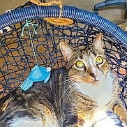 Cinnamon joined the competition — help win amazing prizes! cat, tabby, calico, animal, pet, feline, sitting, lying_down, wide_eyes, whiskers, ears, fur, striped_fur, white_chest, blue_toy, basket, woven_basket, indoors, carpet, chair