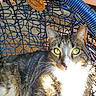 Cinnamon is registered to the contest to win money with this photo: cat, tabby_cat, white_chest, green_eyes, whiskers, pointed_ears, fur, animal, pet, portrait, close_up, sitting, basket, wire_basket, blue, sunlight, outdoor, tag, feline, alert