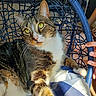 Cinnamon joined the competition — help win amazing prizes! cat, tabby, white_fur, striped_fur, golden_eyes, feline, pet, animal, close_up, portrait, sitting, lounging, woven_chair, plaid_fabric, human_hand, whiskers, ears, sunlight, indoor, cozy