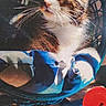 cat, animal, pet, feline, tabby, white_fur, brown_fur, black_fur, whiskers, ears, eyes, portrait, sitting, basket, fabric, colorful, indoor, printed_image, close_up, curious
