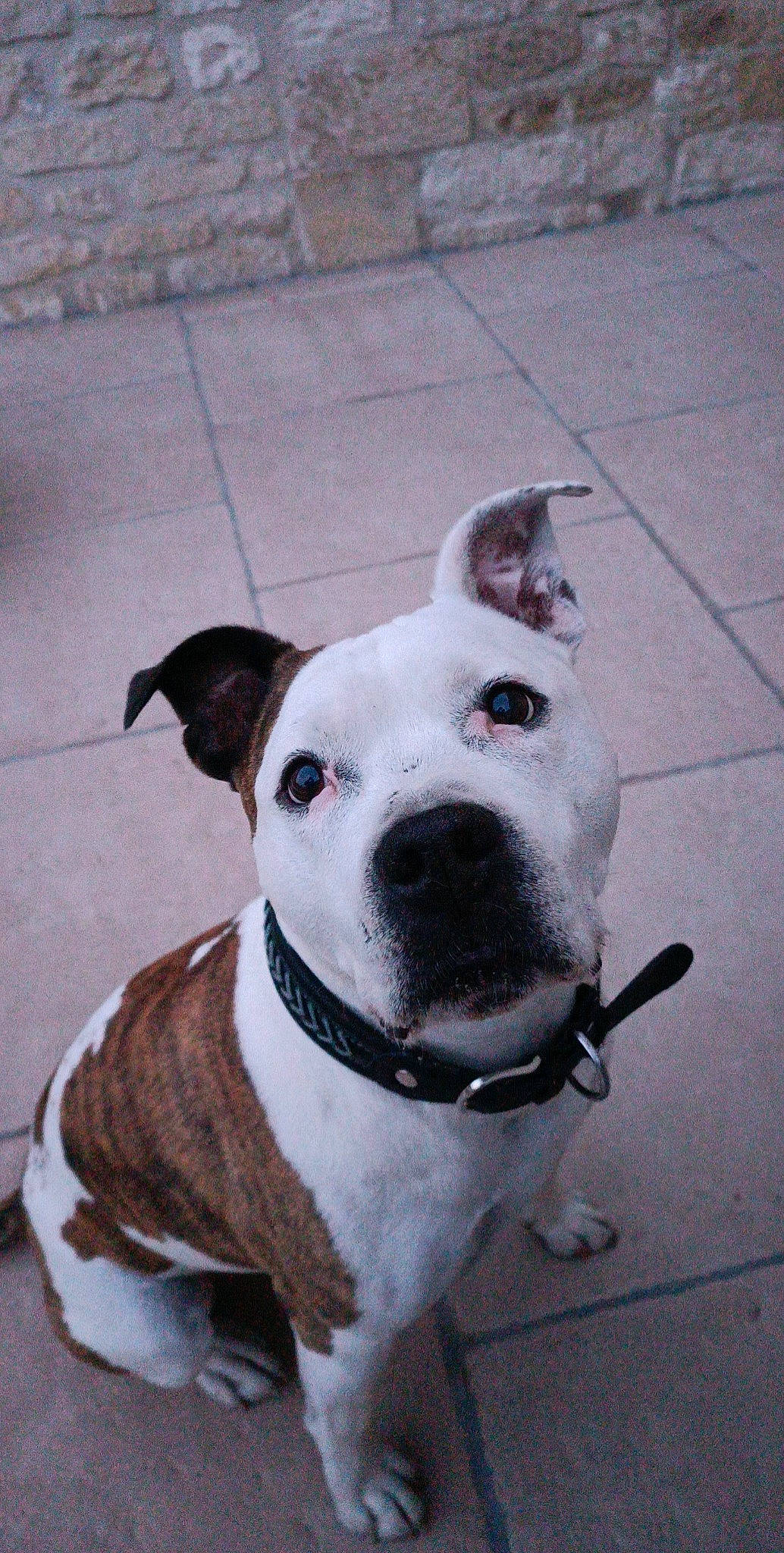 Imagine a rejoint le concours — aidez-le/la à gagner de superbes lots ! ancient_dog_breeds, canidae, carnivore, collar, companion_dog, dog, dog_breed, dog_collar, dog_supply, fawn, fur, guard_dog, non_sporting_group, pet_supply, snout, sporting_group, whiskers, white, working_animal, working_dog