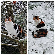 Minette a rejoint le concours — aidez-le/la à gagner de superbes lots ! cat, calico_cat, snow, winter, outdoor, tree, tree_branches, apple_tree, apples, snowy_landscape, animal, pet, feline, sitting, perched, white_fur, orange_fur, black_fur, nature, portrait