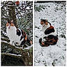 cat, calico_cat, snow, winter, outdoor, tree, tree_branches, apple_tree, apples, snowy_landscape, animal, pet, feline, sitting, perched, white_fur, orange_fur, black_fur, nature, portrait