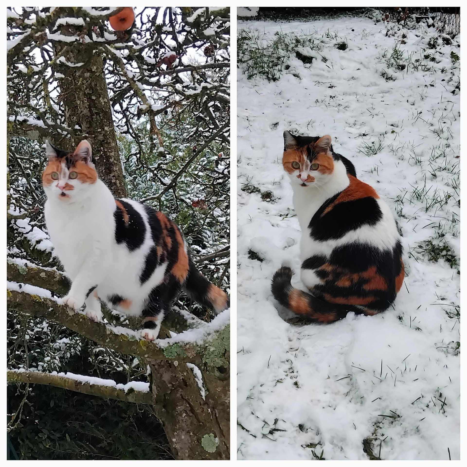 Minette