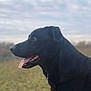 dog, black_dog, animal, pet, outdoor, grass, sky, tongue_out, profile_view, nature, canine, mammal, fur, head, ears, snout, teeth, daytime, field, looking_away