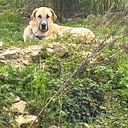 Marley participe au concours pour gagner de l'argent avec cette photo : dog, large_dog, tan_coat, muzzle, lying_down, resting, outdoor, nature, grass, rocks, foliage, shrubbery, field, animal, portrait, stoic, relaxed, gaze, countryside, pet