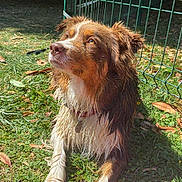 Taya participe au concours pour gagner de l'argent avec cette photo : dog, wet, grass, fence, outdoor, sunlight, pet, canine, collar, brown, white, fur, animal, nature, relaxed, paw, daytime, leaf, park, resting