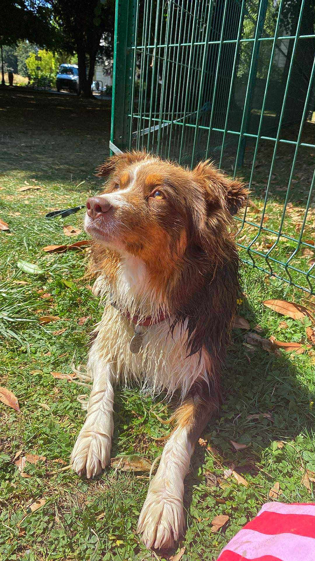 Taya participe au concours pour gagner de l'argent avec cette photo : dog, wet, grass, fence, outdoor, sunlight, pet, canine, collar, brown, white, fur, animal, nature, relaxed, paw, daytime, leaf, park, resting