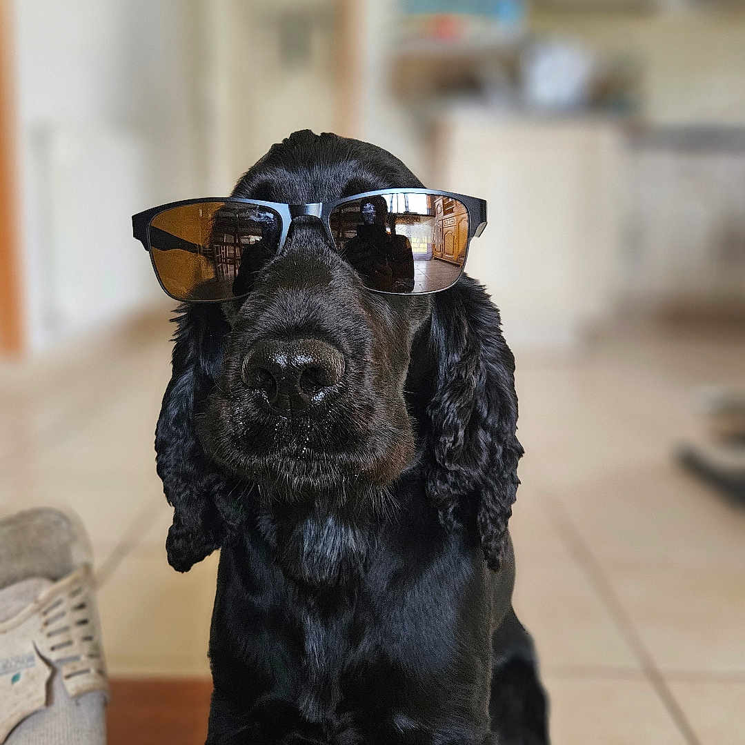 Tania a rejoint le concours — aidez-le/la à gagner de superbes lots ! accessories, animal, boy, canine, child, clothing, cockerspaniel, dog, footwear, glasses, male, pants, person, pet, puppy, runningshoe, shoe, sneaker, sunglasses, wood