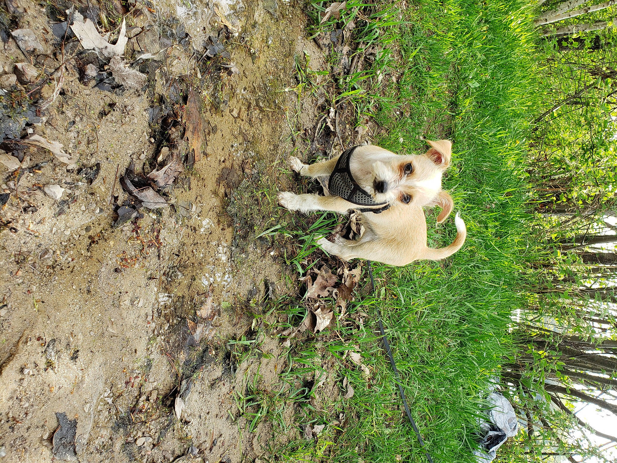 Bruno is registered to the contest to win money with this photo: adventure, canidae, carnivore, chihuahua, dog, dog_breed, fawn, forest, mammal, norwegian_lundehund, plant, puppy, tree, trunk