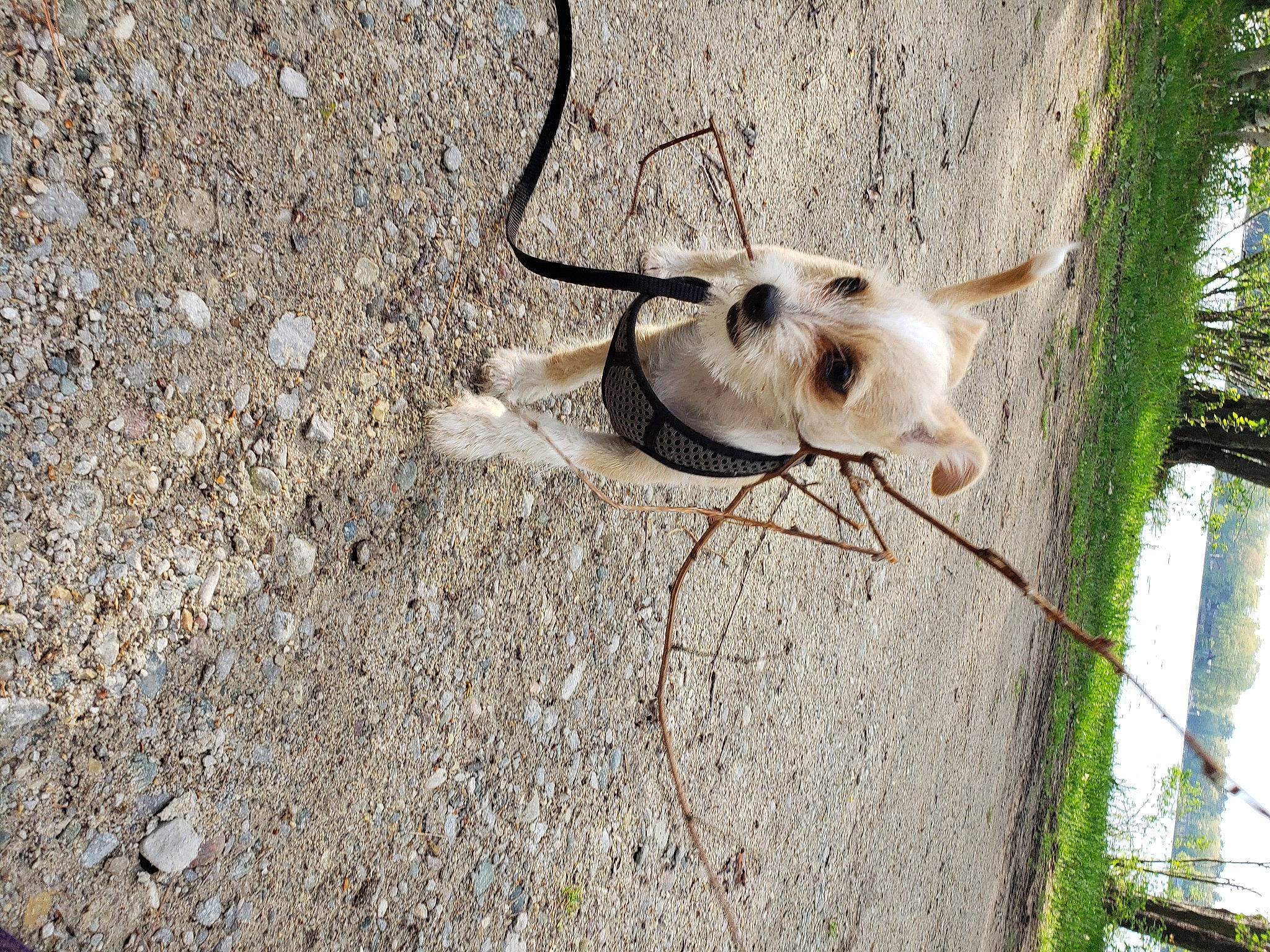 Bruno is registered to the contest to win money with this photo: canidae, fawn, insect, organism, plant, snout, wildlife