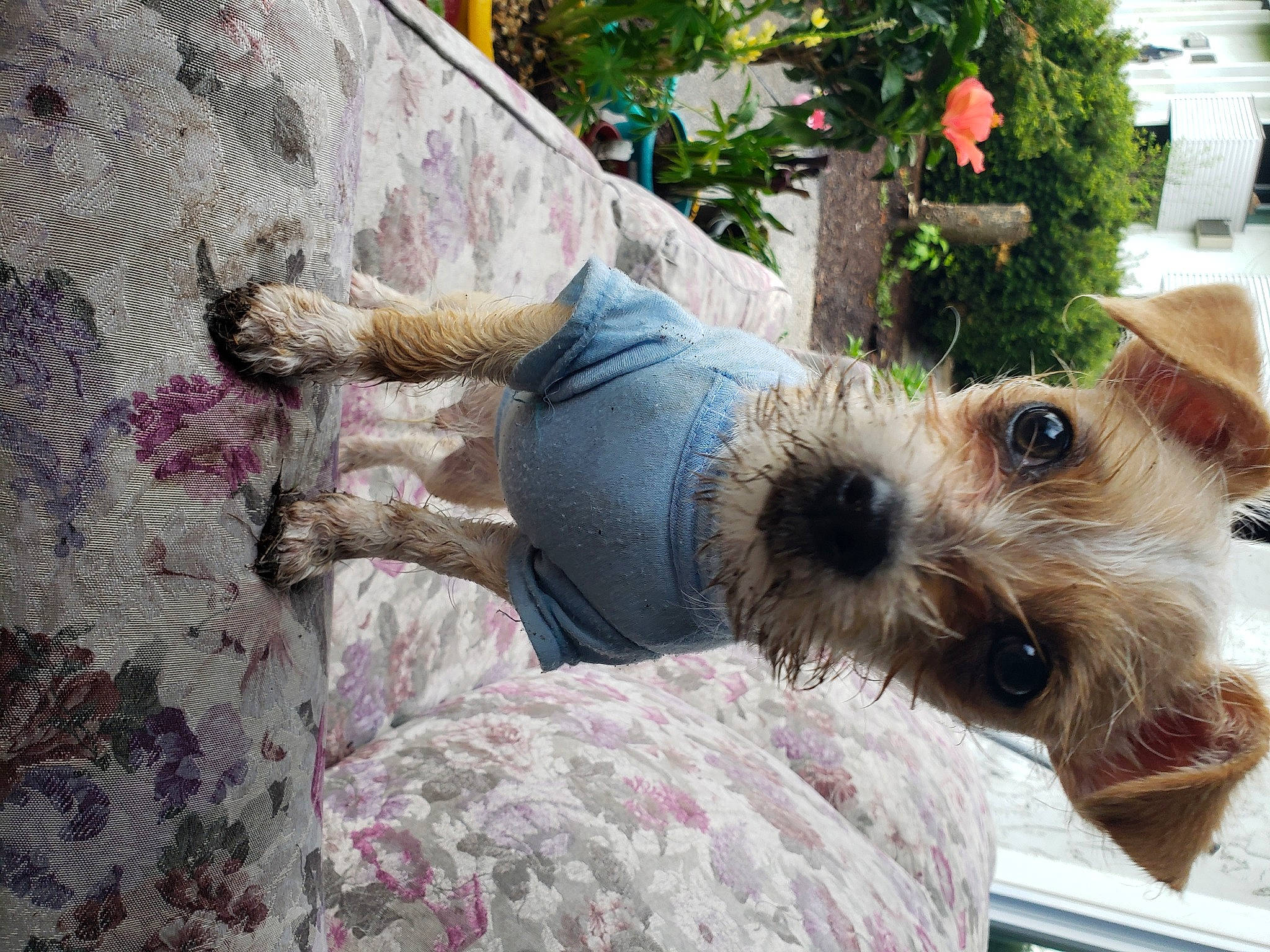 Bruno is registered to the contest to win money with this photo: canidae, carnivore, companion_dog, dog, dog_breed, dog_clothes, fox_terrier, mammal, puppy, puppy_love, schnoodle, small_terrier, snout, sporting_lucas_terrier, terrier, toy_dog