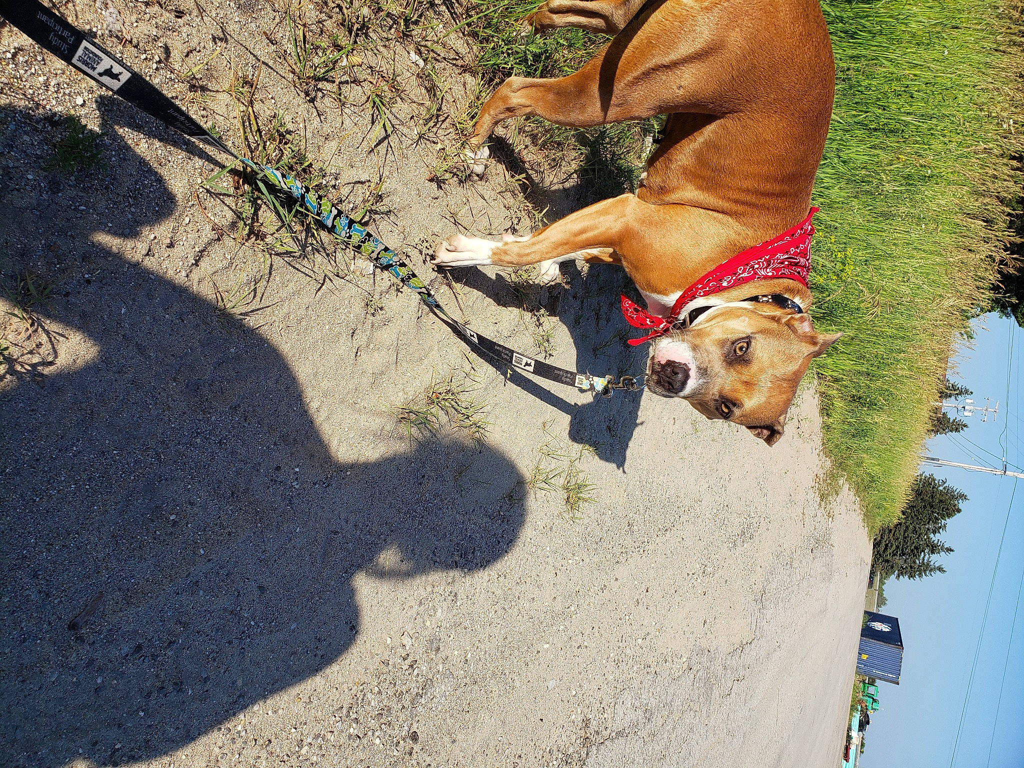 Jane is registered to the contest to win money with this photo: american_staffordshire_terrier, canidae, carnivore, dog, dog_breed, dog_walking, fawn, leash, non_sporting_group, road, road_surface, sidewalk, sporting_group, street