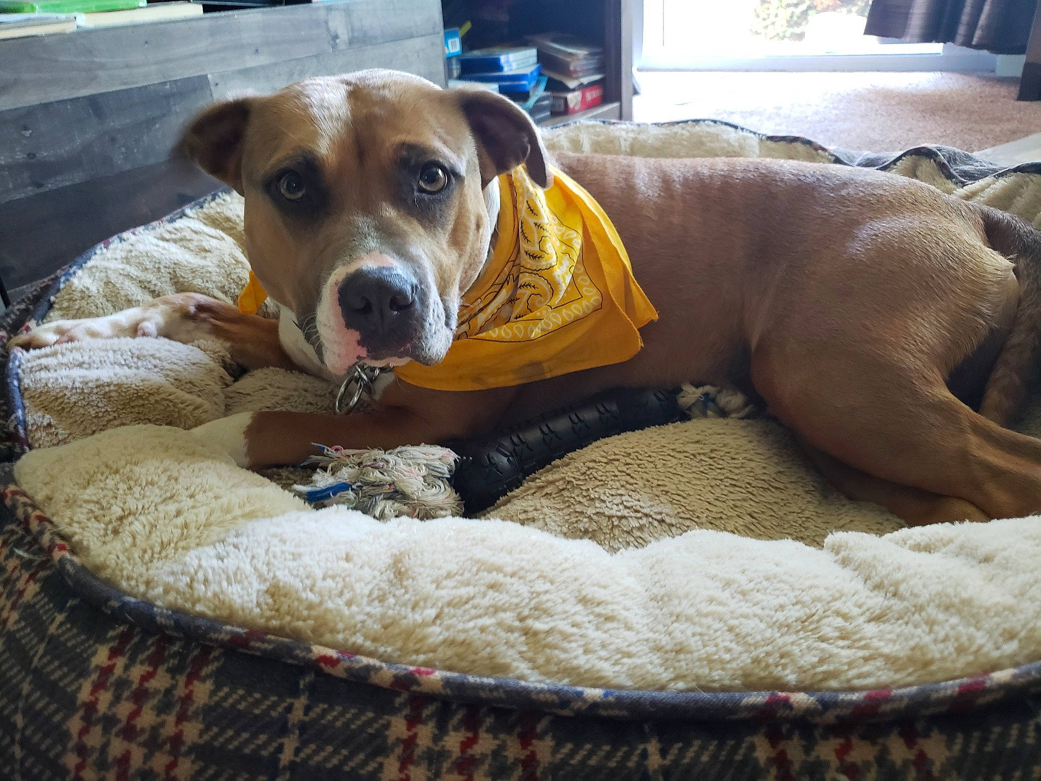 Jane is registered to the contest to win money with this photo: canidae, carnivore, dog, dog_bed, dog_breed, fawn, furniture, mammal, mountain_cur, pointer, rhodesian_ridgeback, snout, sporting_group, vertebrate