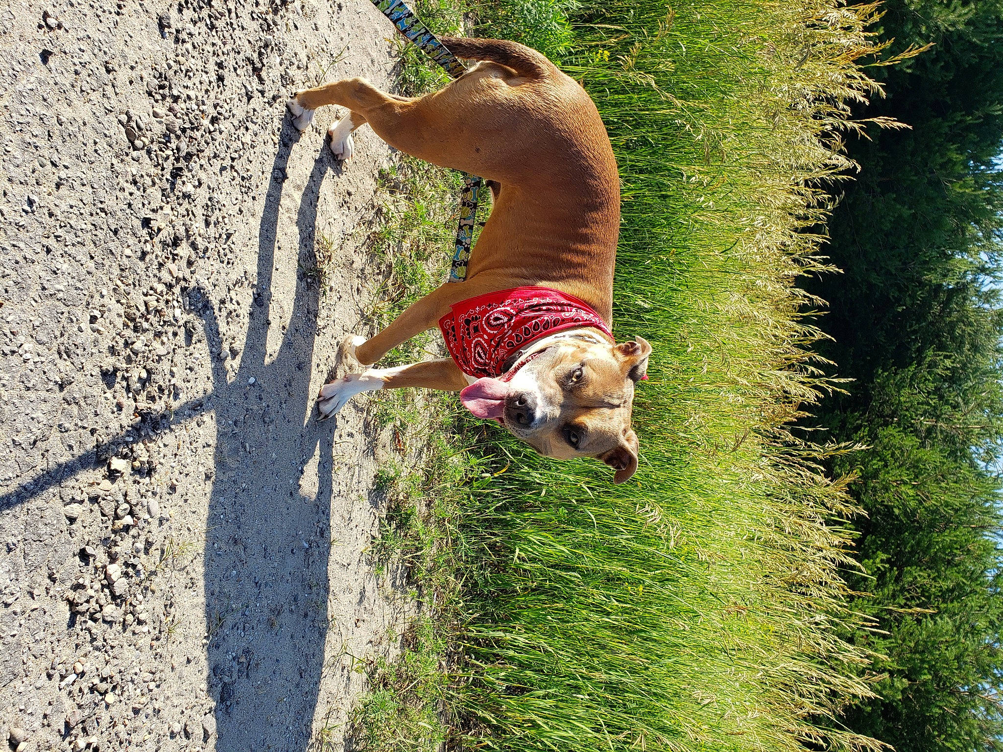 Jane is registered to the contest to win money with this photo: american_staffordshire_terrier, canidae, carnivore, dog, dog_breed, fawn, grass, plant, sighthound, tail, tree, whippet