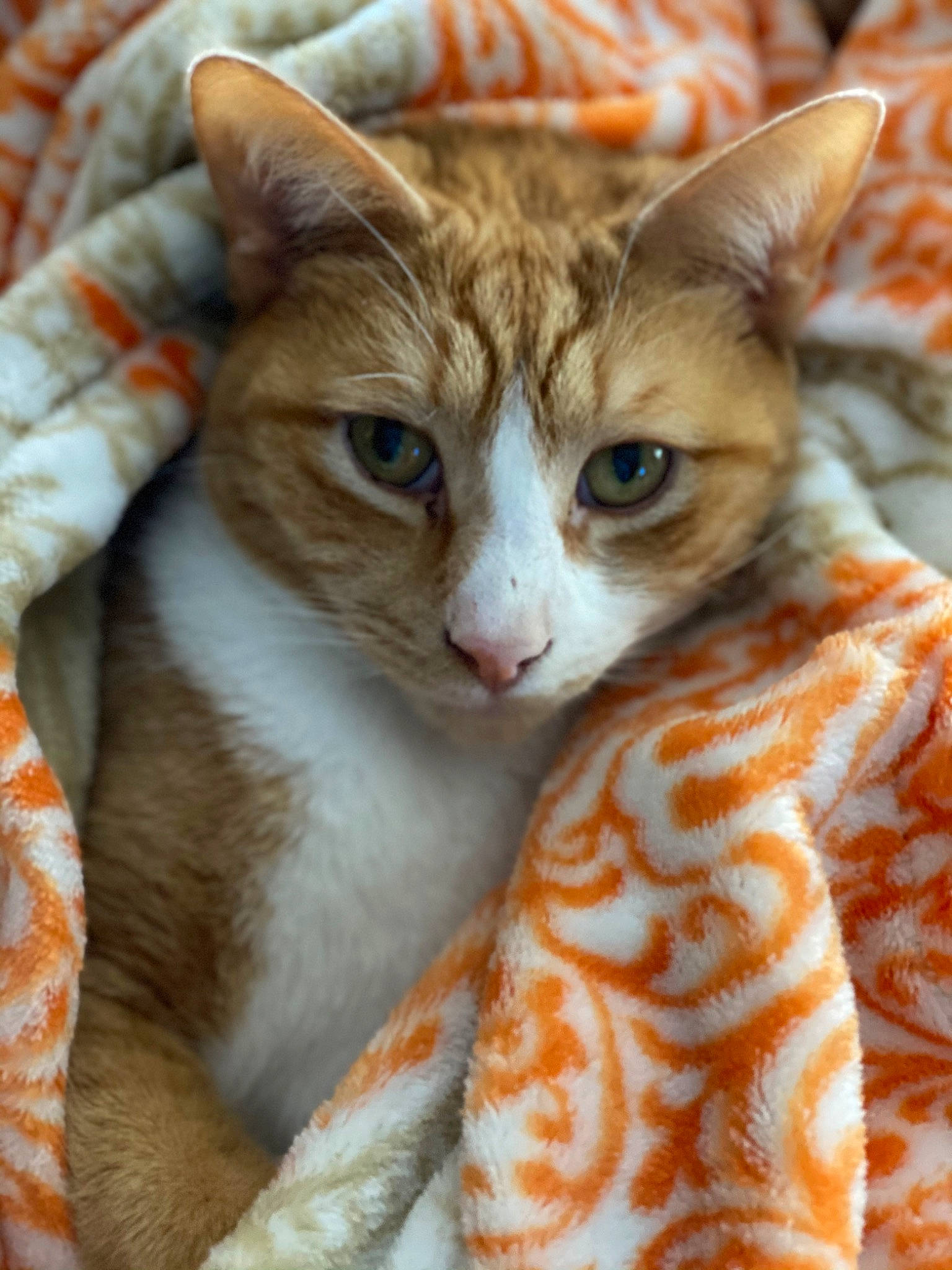 Henry is registered to the contest to win money with this photo: carnivore, cat, claw, comfort, domestic_short_haired_cat, fawn, felidae, fur, iris, pattern, paw, peach, small_to_medium_sized_cats, snout, tail, terrestrial_animal, whiskers