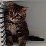 adorable, animal, cat, curious, cute, domestic, feline, fluffy, fur, head_tilt, indoor, kitten, pet, portrait, shelf, sitting, small, tabby, whiskers, young