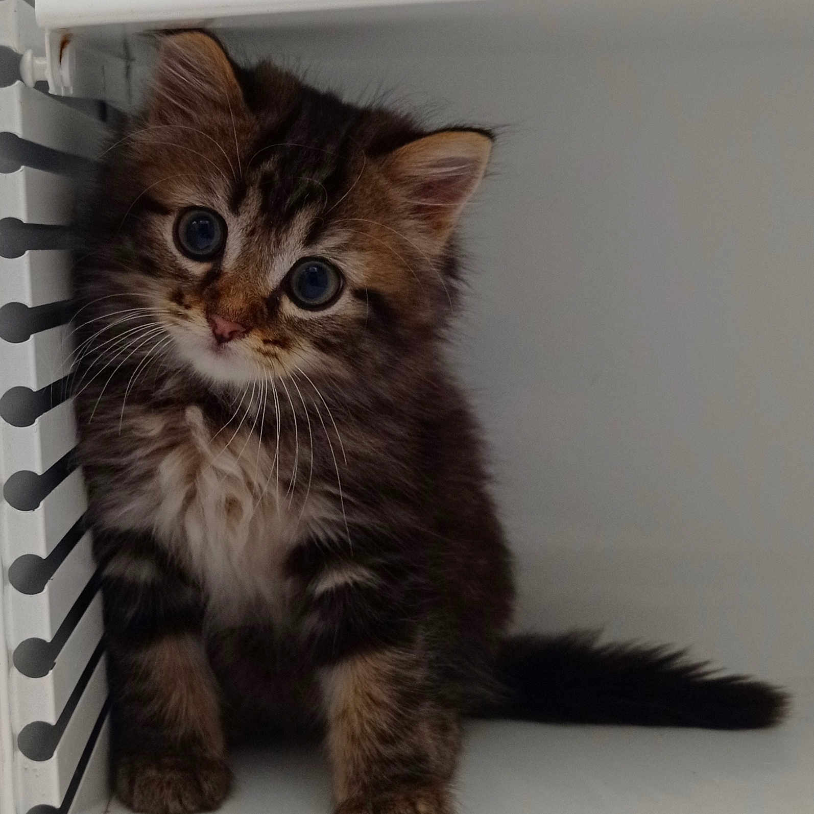 Athéna participe au concours pour gagner de l'argent avec cette photo : adorable, animal, cat, curious, cute, domestic, feline, fluffy, fur, head_tilt, indoor, kitten, pet, portrait, shelf, sitting, small, tabby, whiskers, young