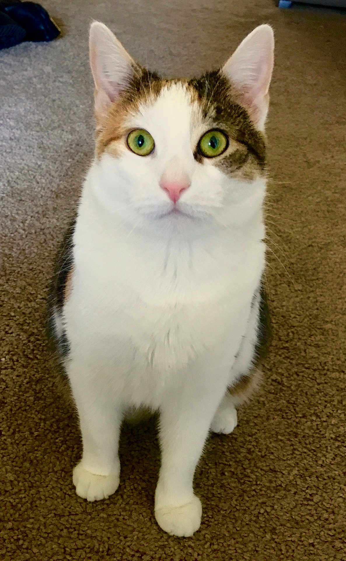 Xena