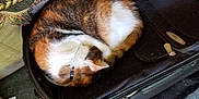 Xena is registered to the contest to win money with this photo: cat, calico_cat, sleeping, curled_up, suitcase, black_suitcase, blanket, carpet, indoor, pet, fur, collar, resting, cozy, domestic_animal, feline, home, close_up, sleep, animal